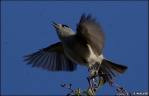 birdfeeder-new-bird-species