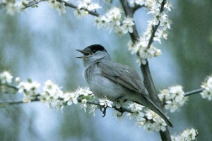 blackcap-bird