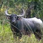 எருமை
