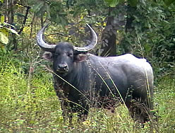 buffalo-02 எருமை