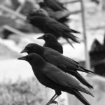 மஹாகவி பாரதியாரின் கதைகள் – காக்காய் பார்லிமெண்ட்