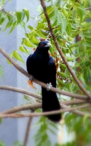 cuckoo-006