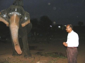 elephant-2