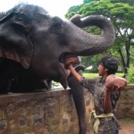 யானை உண்ணுதல்