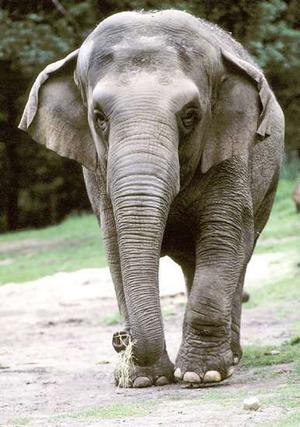 பிடி நடை - Gait of she-elephant