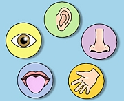 fivesenses