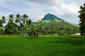 குரு வலம் தந்த கிரி வலம்