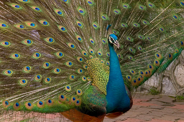 image2peacock image2peacock