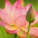 தாமரை விளக்கம் தாங்க
