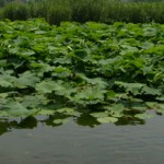 கம்பராமாயணம் – 19 (Kamba Ramayanam – 19)